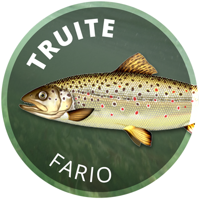 truite fario